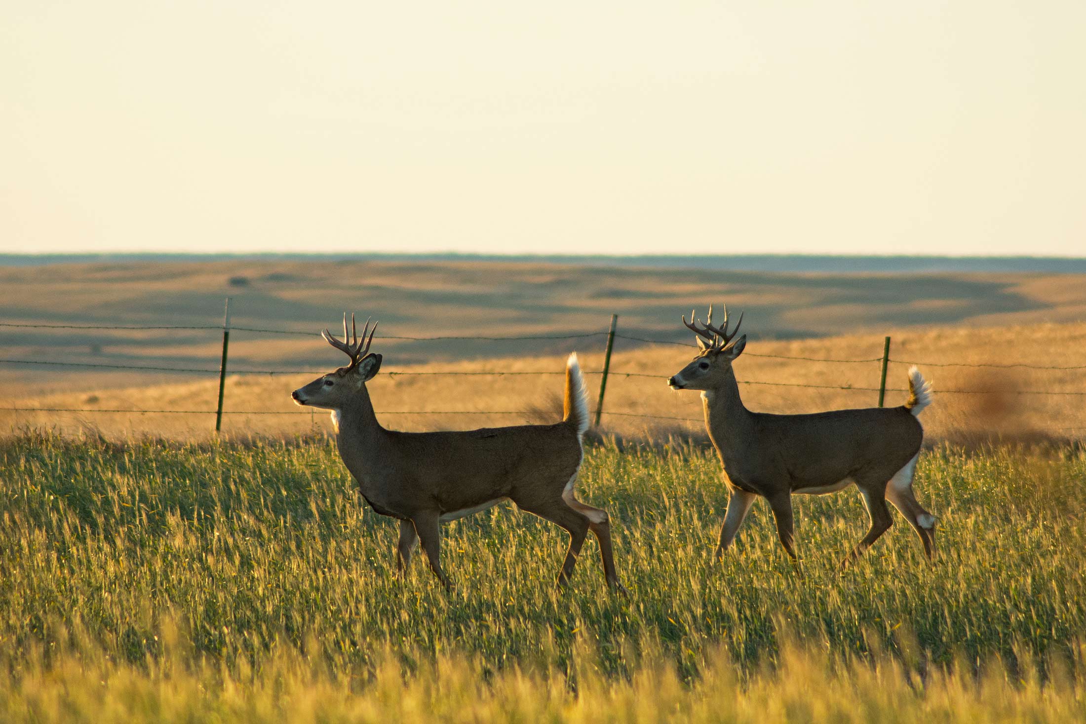 Wildlife Recreation in Montana's Missouri River Country